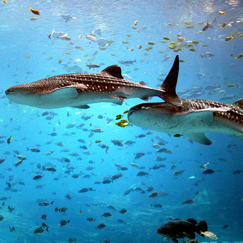 500x500 whale_shark_maldives_Legacy