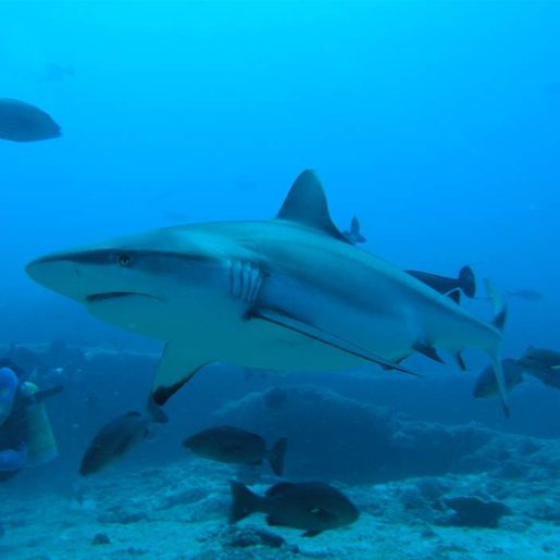 Grey reef shark