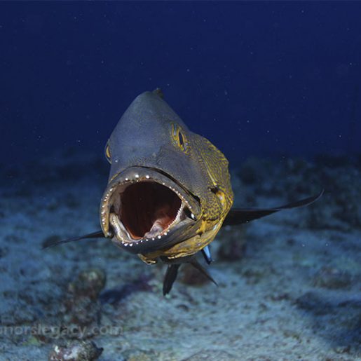 Honors Legacy - Fish