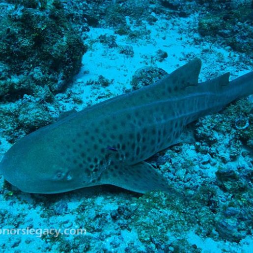 Honors Legacy - leopard shark