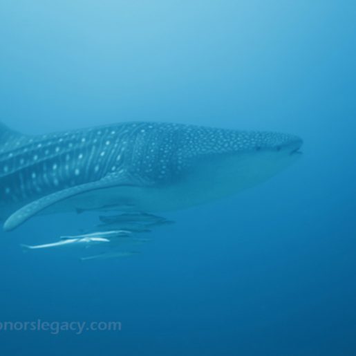 Honors Legacy - whaleshark