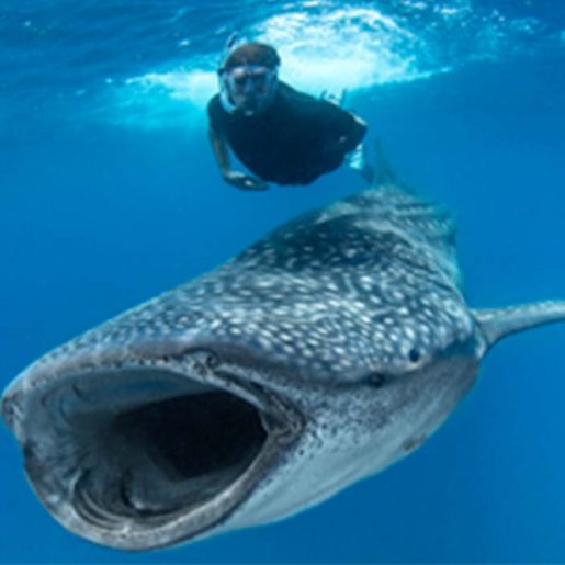 WhaleShark_hanifaru